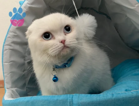 Scottish fold kedime 1,5 yaşında British erkek arıyorum çiftleştirmek için.