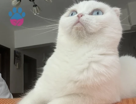 Scottish fold kedime 1,5 yaşında British erkek arıyorum çiftleştirmek için.