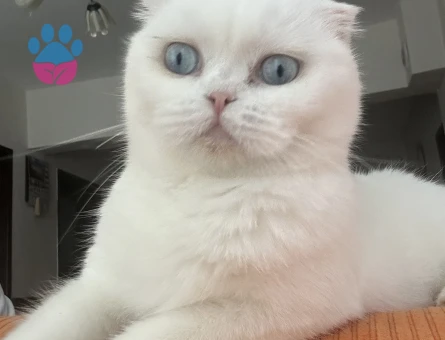 Scottish fold kedime 1,5 yaşında British erkek arıyorum çiftleştirmek için.