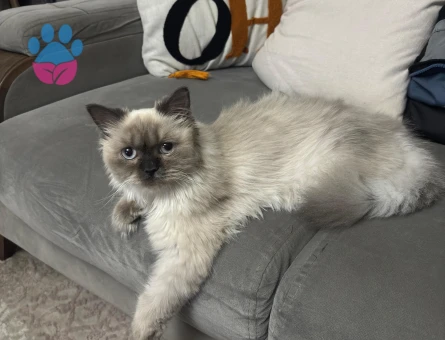 British Longhair 1 Yaşında Eş Arıyor