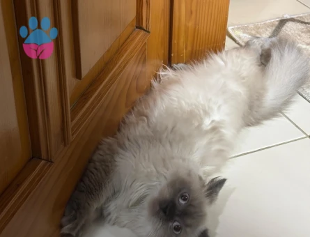 British Longhair 1 Yaşında Eş Arıyor