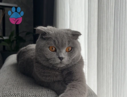 Kızımıza erkek kedi arıyoruz acil