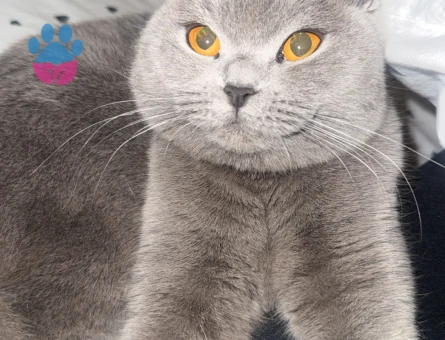 Kızımıza erkek kedi arıyoruz acil