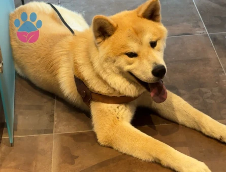 Akita İnu Köpeğime Eş Arıyorum