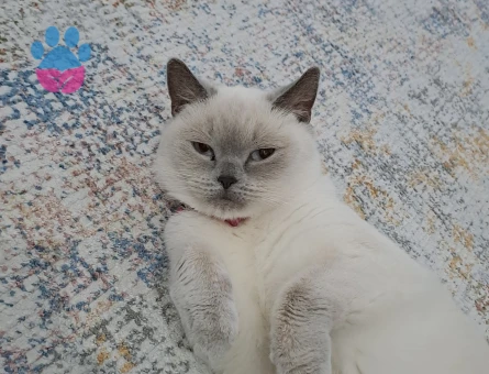 British Shorthair Dişi Kedime Eş Arıyorum