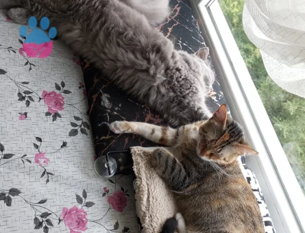 İngiliz britis DAMAT ADAYLARI ARIYOR