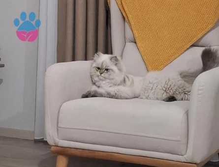 Kedimiz 7 bucuk aylık brıtısh longhair