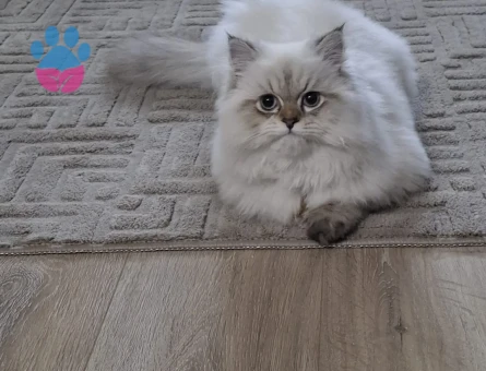 Kedimiz 7 bucuk aylık brıtısh longhair