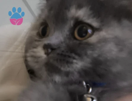 British Shorthair Bihtet Eş Arıyor