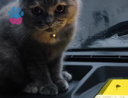 British Shorthair Bihtet Eş Arıyor