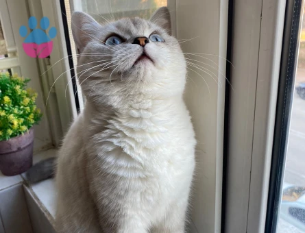 British shorthair blue point