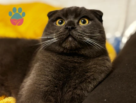 LEO’YA EŞ ARIYORUM