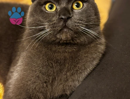 LEO’YA EŞ ARIYORUM