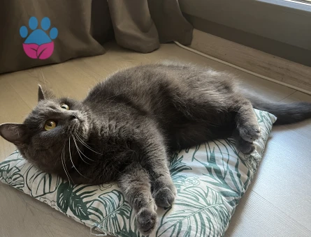 Afoşa eş arıyorum