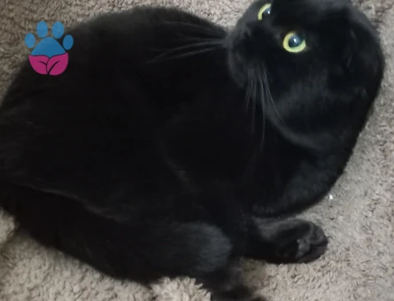 Scottish fold dişi kedime eş arıyorum