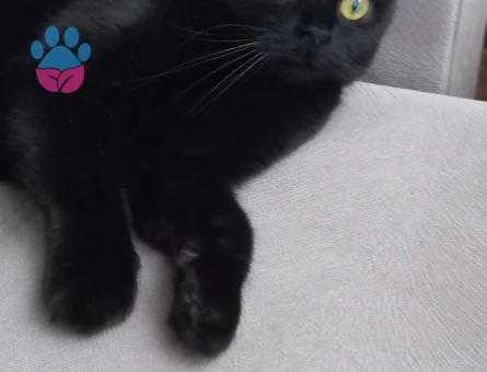 Scottish fold dişi kedime eş arıyorum