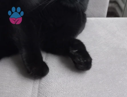 Scottish fold dişi kedime eş arıyorum