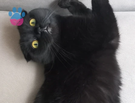 Scottish fold dişi kedime eş arıyorum
