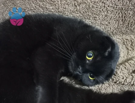 Scottish fold dişi kedime eş arıyorum