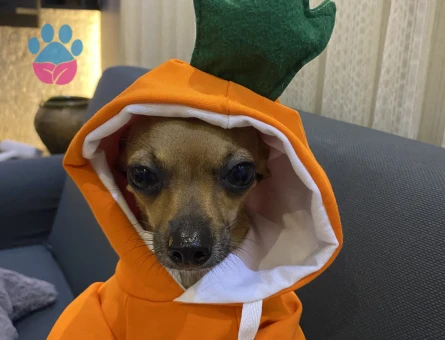 Kızıma eş arıyorum