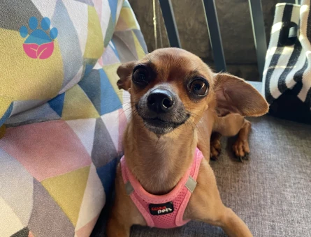 Kızıma eş arıyorum