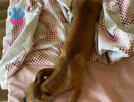 Kızıma eş arıyorum