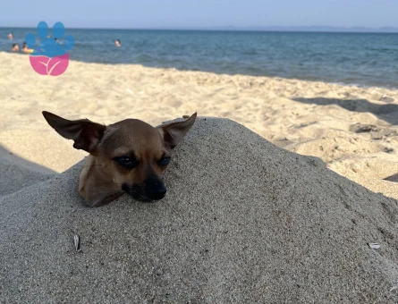 Kızıma eş arıyorum