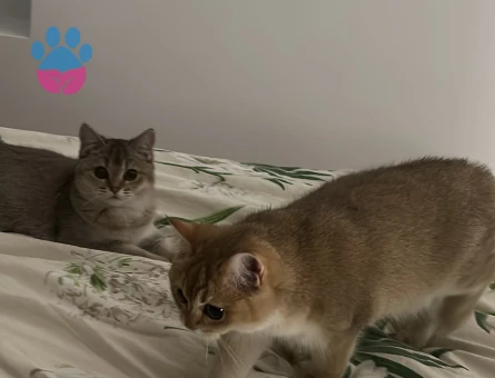 British Shorthair Kızlarımıza eş arıyoruz