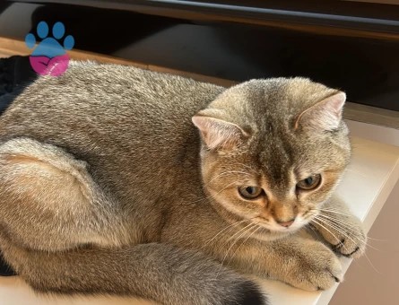 British Shorthair Kızlarımıza eş arıyoruz