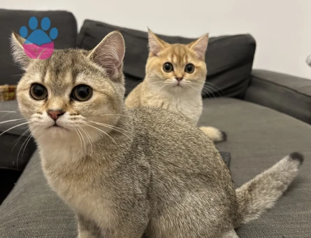 British Shorthair Kızlarımıza eş arıyoruz