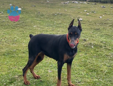 Doberman 1 Yaşında Eş Aranıyor