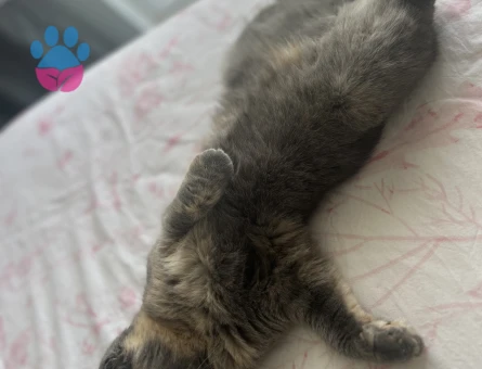 Scottish Fold 1 Yaşında Eş Aranıyor