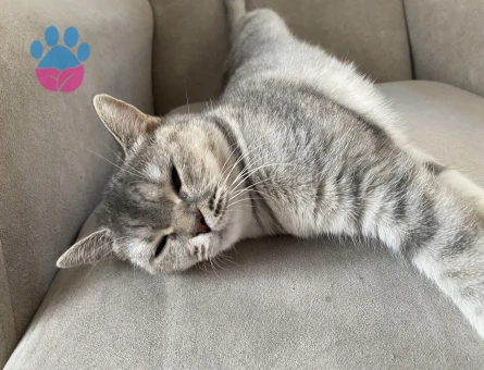British Shorthair 1 Yaşında Eş Aranıyor