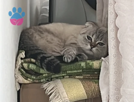 Scottish Fold Kedimize eş arıyoruz