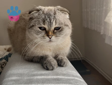 Scottish Fold Kedimize eş arıyoruz