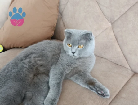Scottish Fold 1,5 Yaşında Eş Arıyoruz