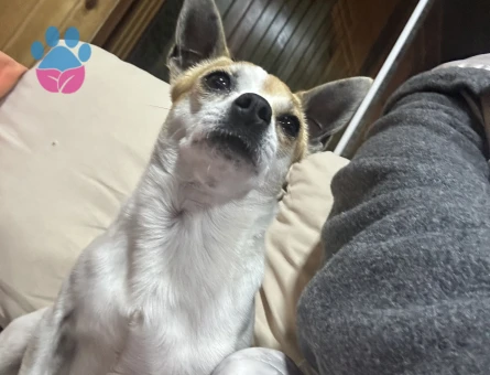 3 Yaşında Erkek Şivava Köpeğim Eş Arıyor