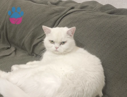 Brithis shorthair 2 Yaşında Kedim Eş Arıyor