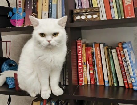 Brithis shorthair 2 Yaşında Kedim Eş Arıyor