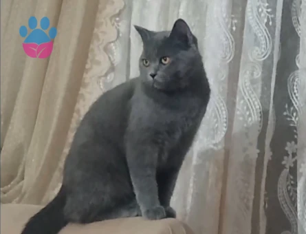 British Shorthair Erkek kedime Eş Arıyorum