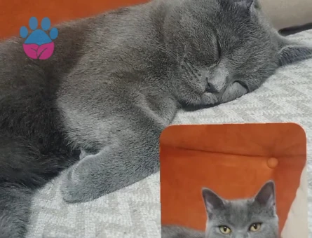 British Shorthair Erkek kedime Eş Arıyorum