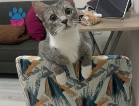 Tekir 11 Aylık Kedime Eş Arıyorum