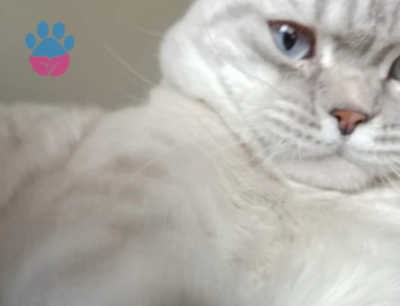 British shorthair 1 Yaşında Eş Arıyor