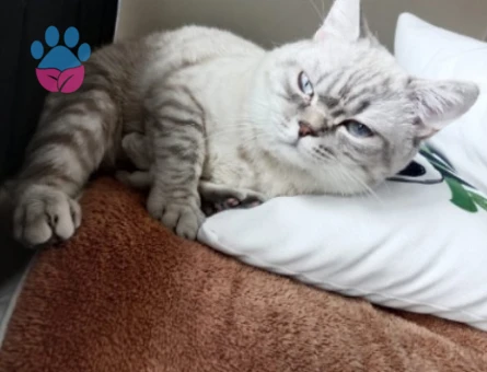 British shorthair 1 Yaşında Eş Arıyor