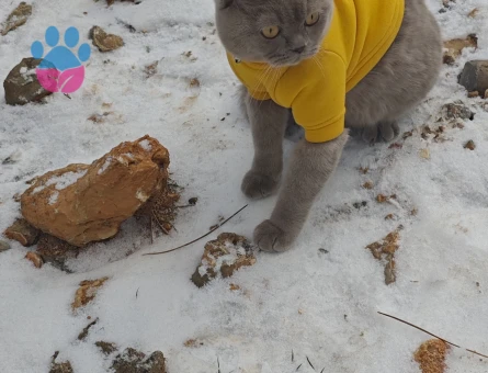 British Shorthair Olaf için eş arıyorum