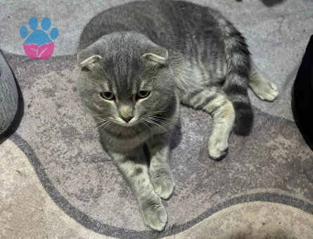 Scottish Fold Oğlumuza eş arıyoruz