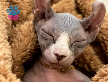 Sfenks Oğluma Eş Arıyorum