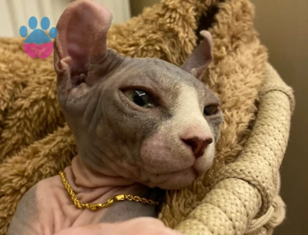 Sfenks Oğluma Eş Arıyorum