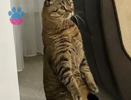 Scottish Fold 2 Yaşında Kedim Eş Arıyor
