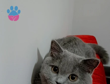 British Shorthair Oğluma Kısmet Arıyoruz